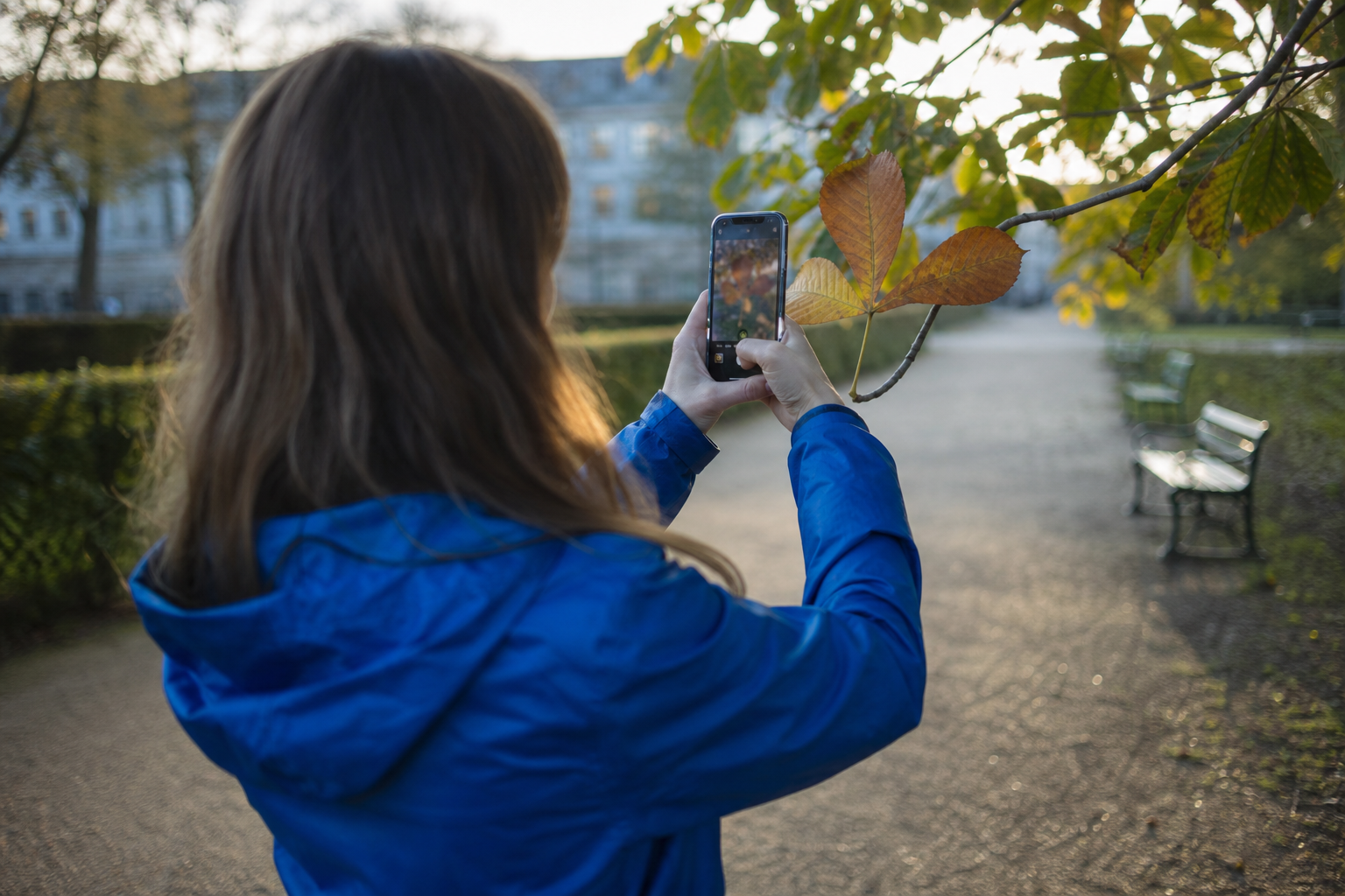 Kvinde i blå regnjakke set skråt bagfra i en dansk park i eftermiddagslys, mens hun fotograferer et kastanjeblad med mobilkameraet